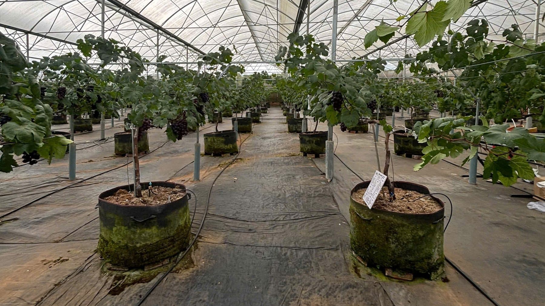 Bên trong nhà kính tại Bồng Lai Farm